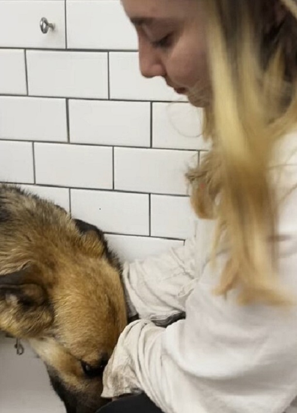 poor dog putting head into womans hands