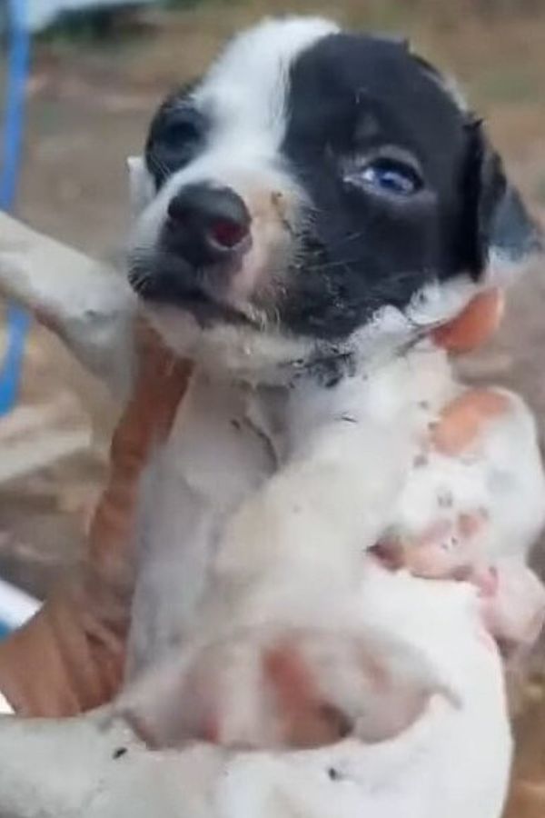 poor puppy being found