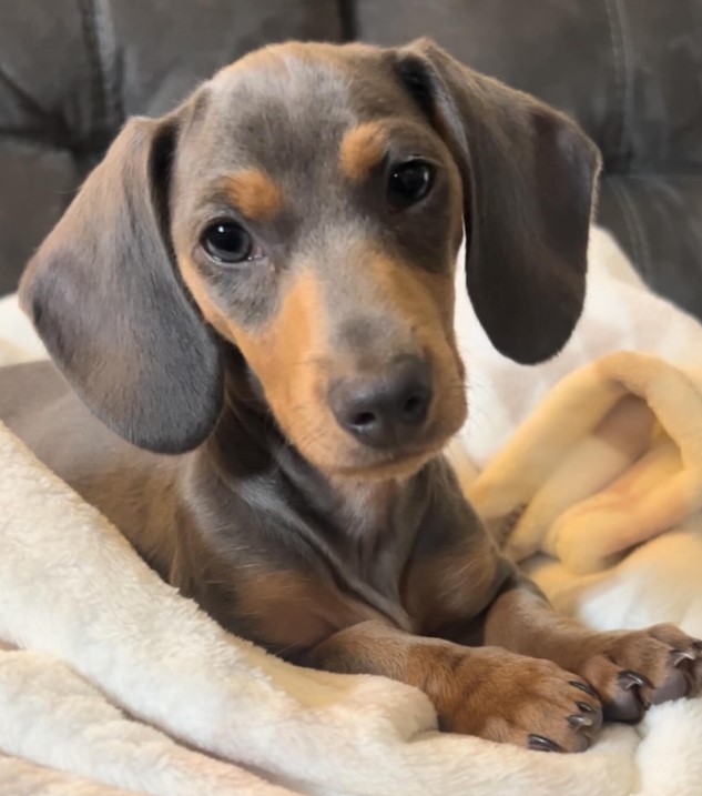 portrait of a cute dachshund