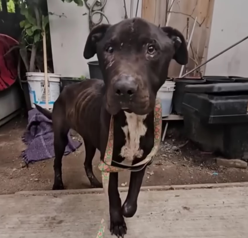 portrait of a dog with a colored leash