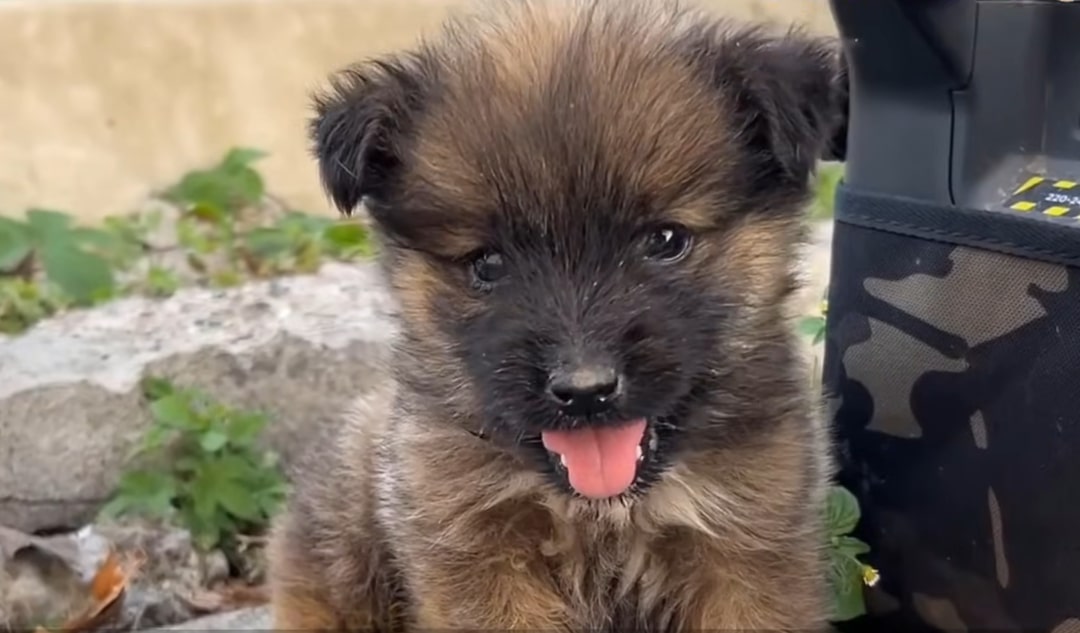 portrait of a puppy with its tongue out