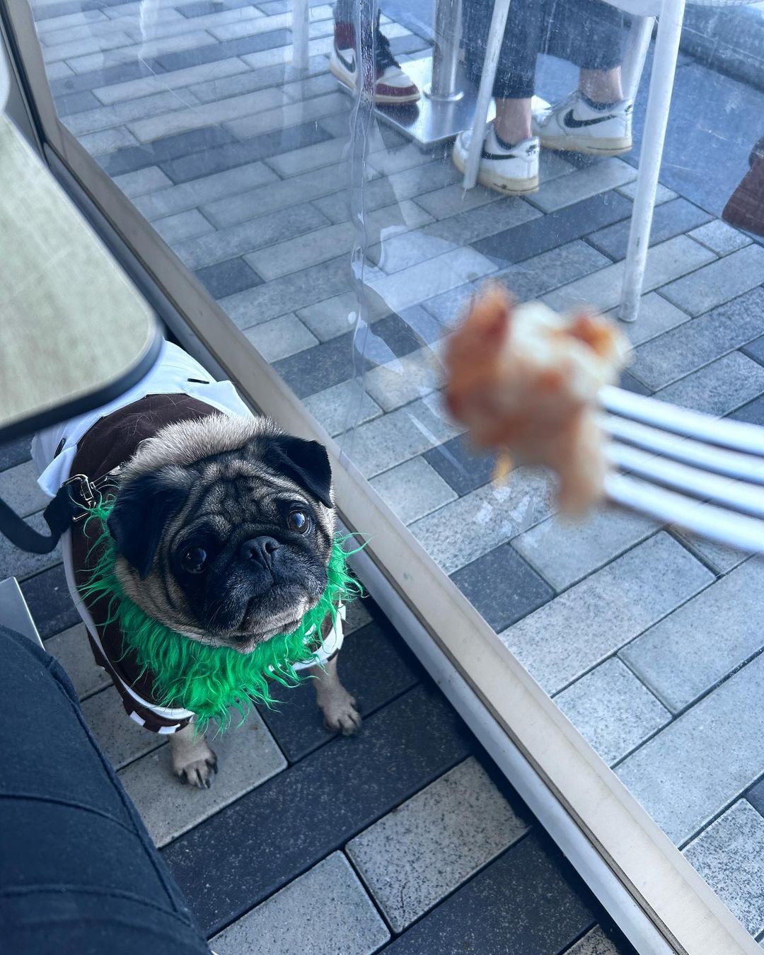 pug looking at bite of food