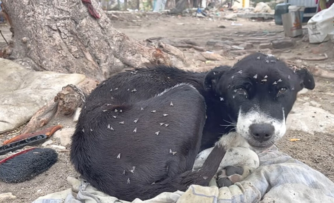 pup covered in flies