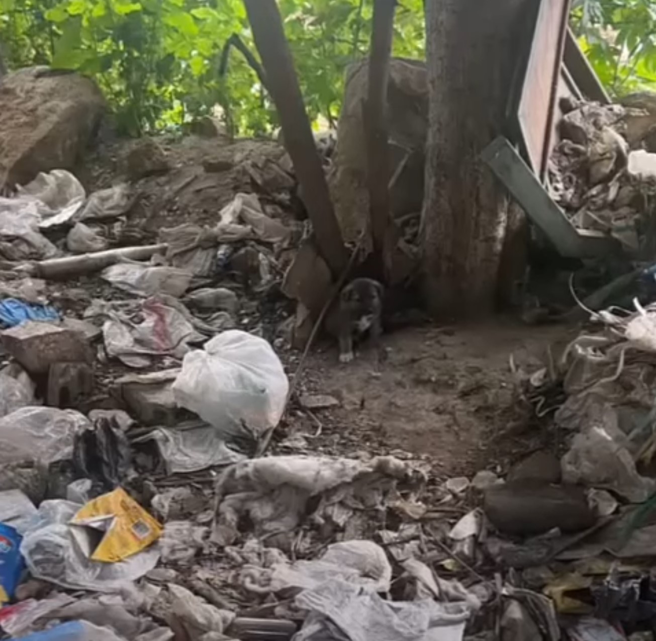 pup in the garbage pile