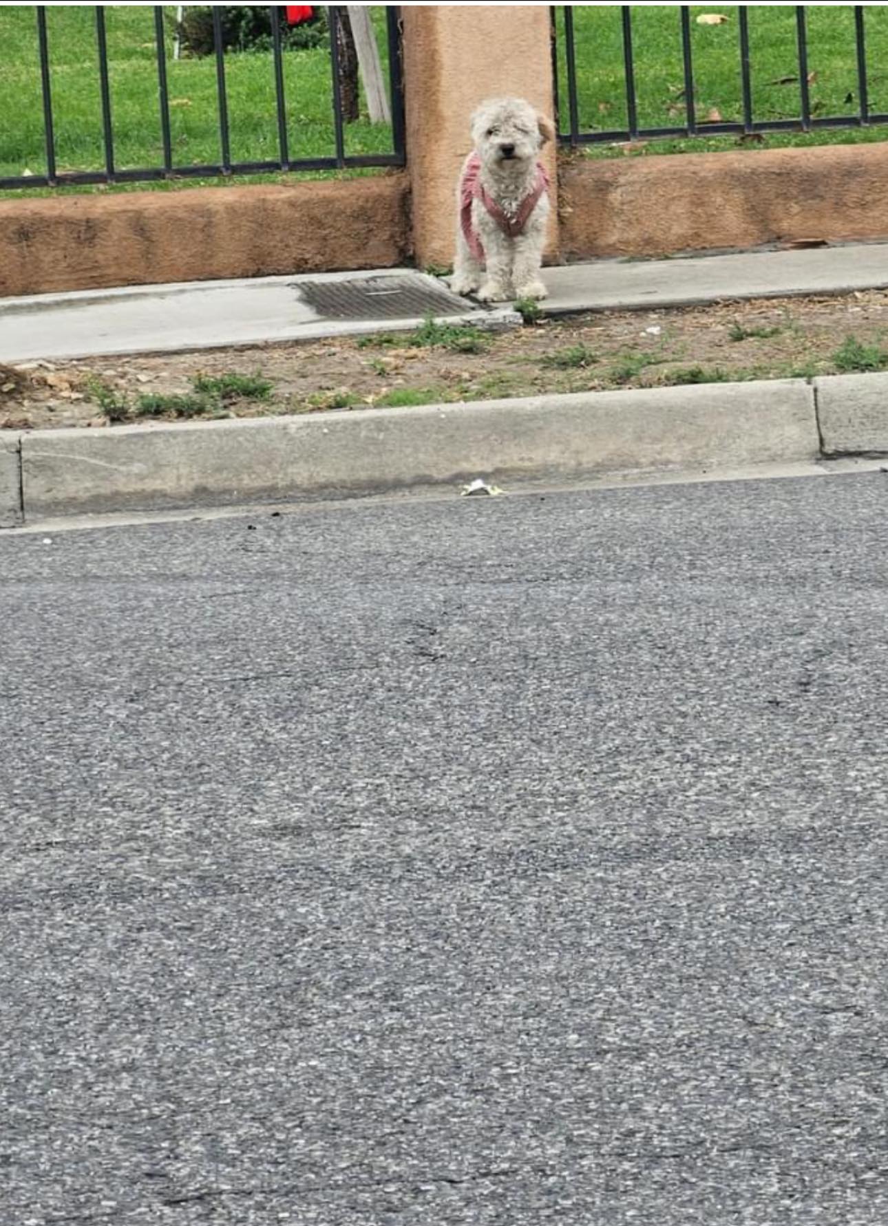 pup on a sidewalk