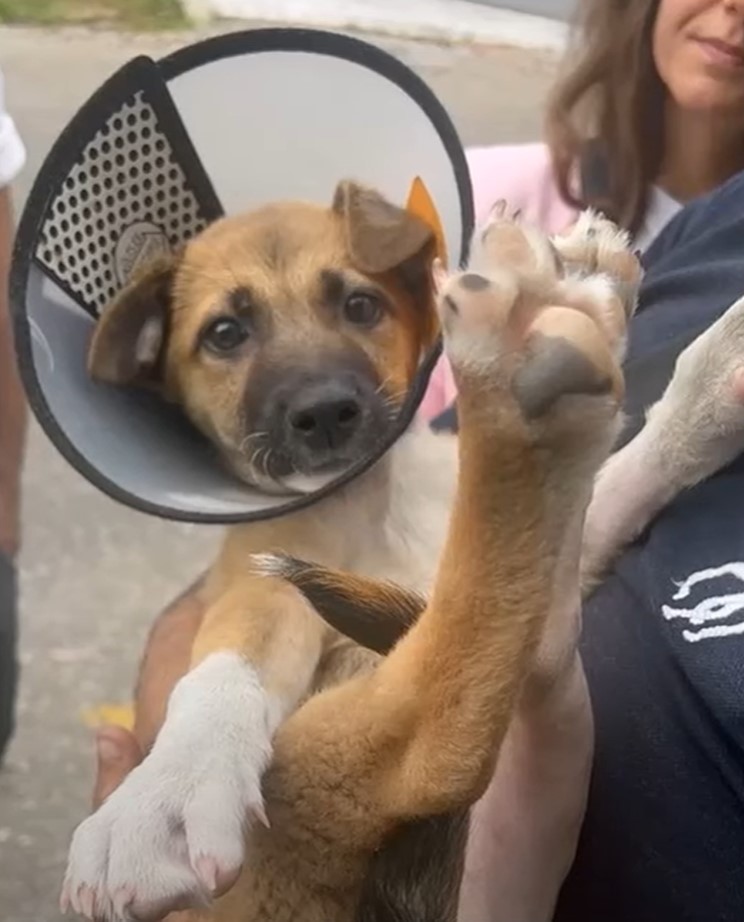 pup wearing a cone