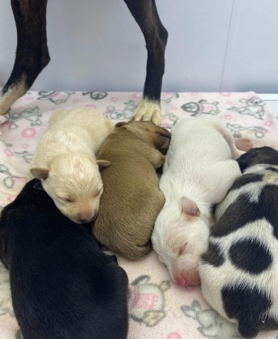 puppies sleep on a colorful blanket