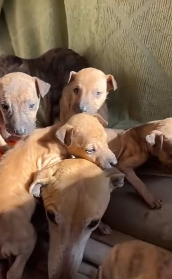 puppies with mama dog