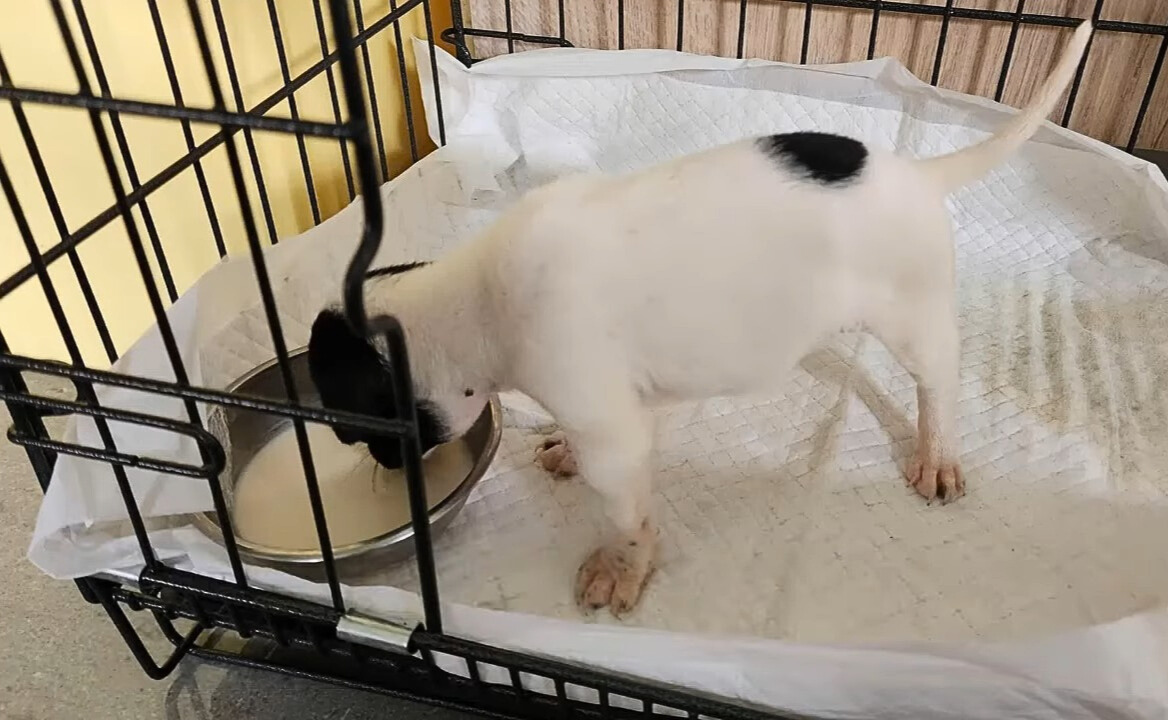 puppy eating milk from bowl