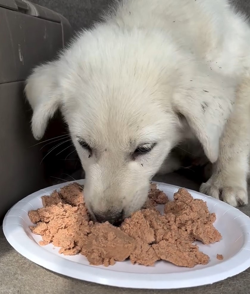 puppy eating