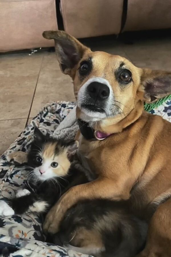 puppy hugging a kitten