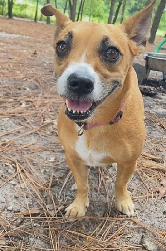 puppy in the woods