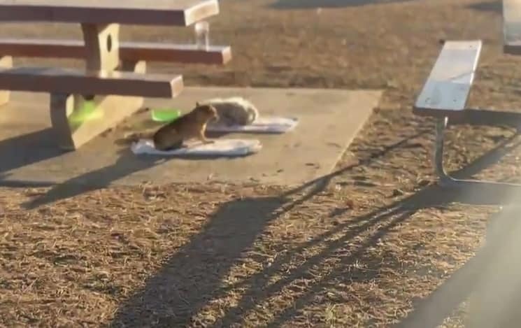 puppy laying next to a bench