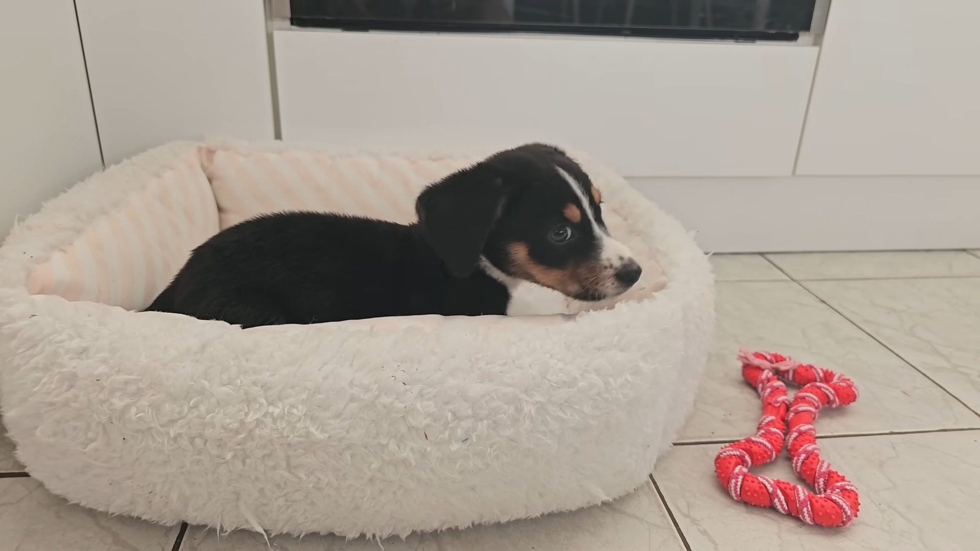 puppy lying in dog bed