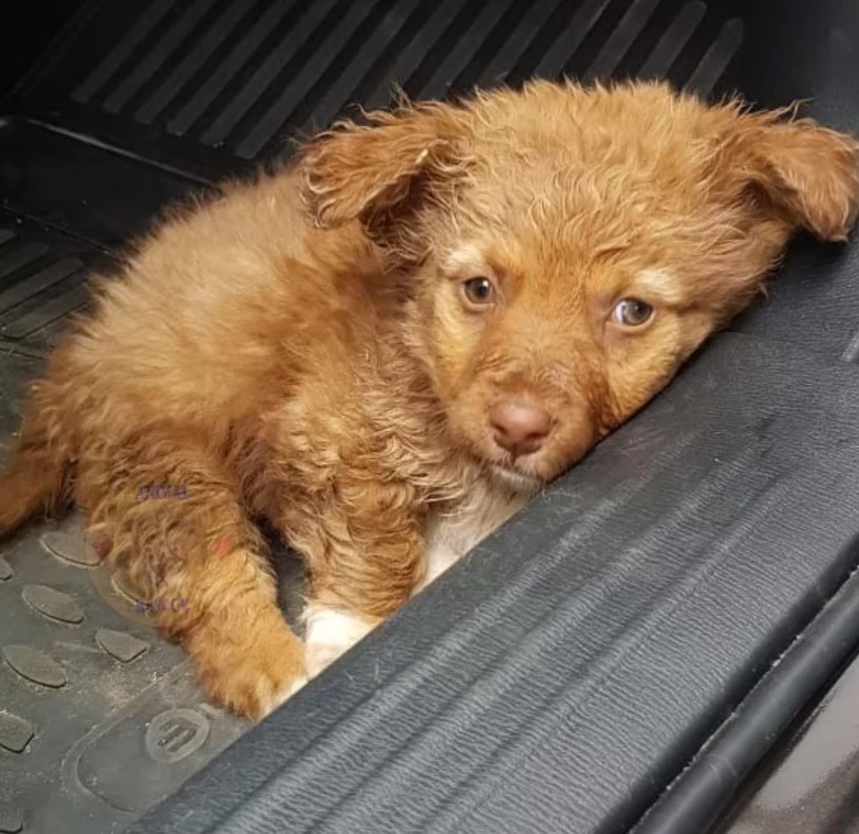 puppy lying in the car