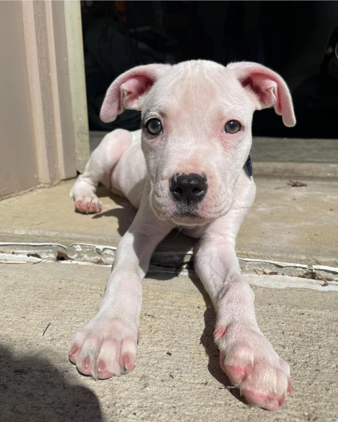 puppy lying on the ground