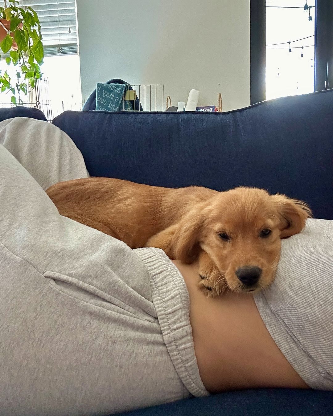 puppy lying on woman