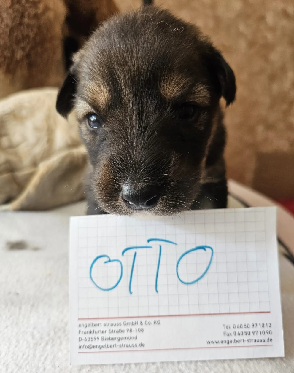 puppy named otto