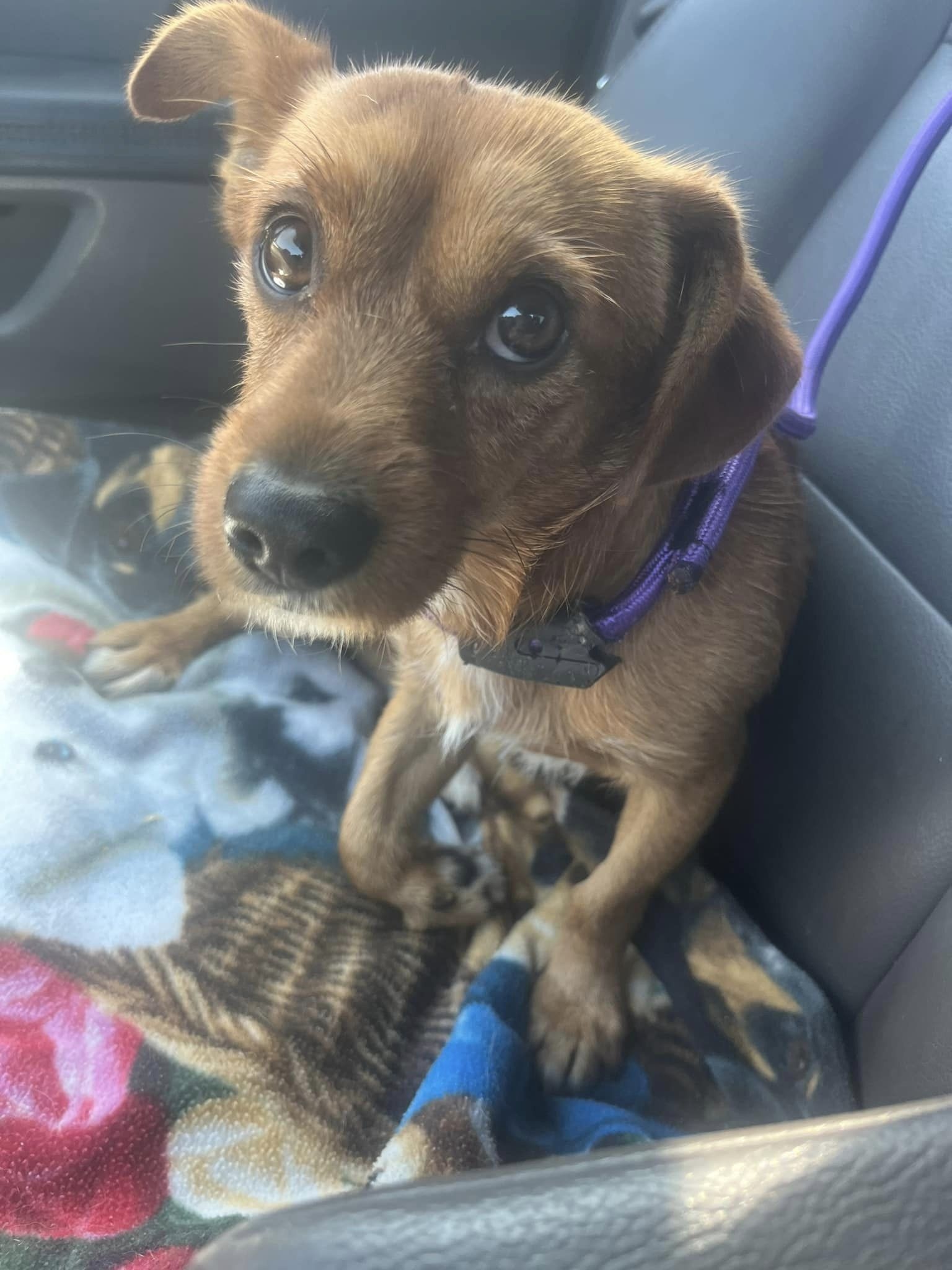 puppy on the car seat