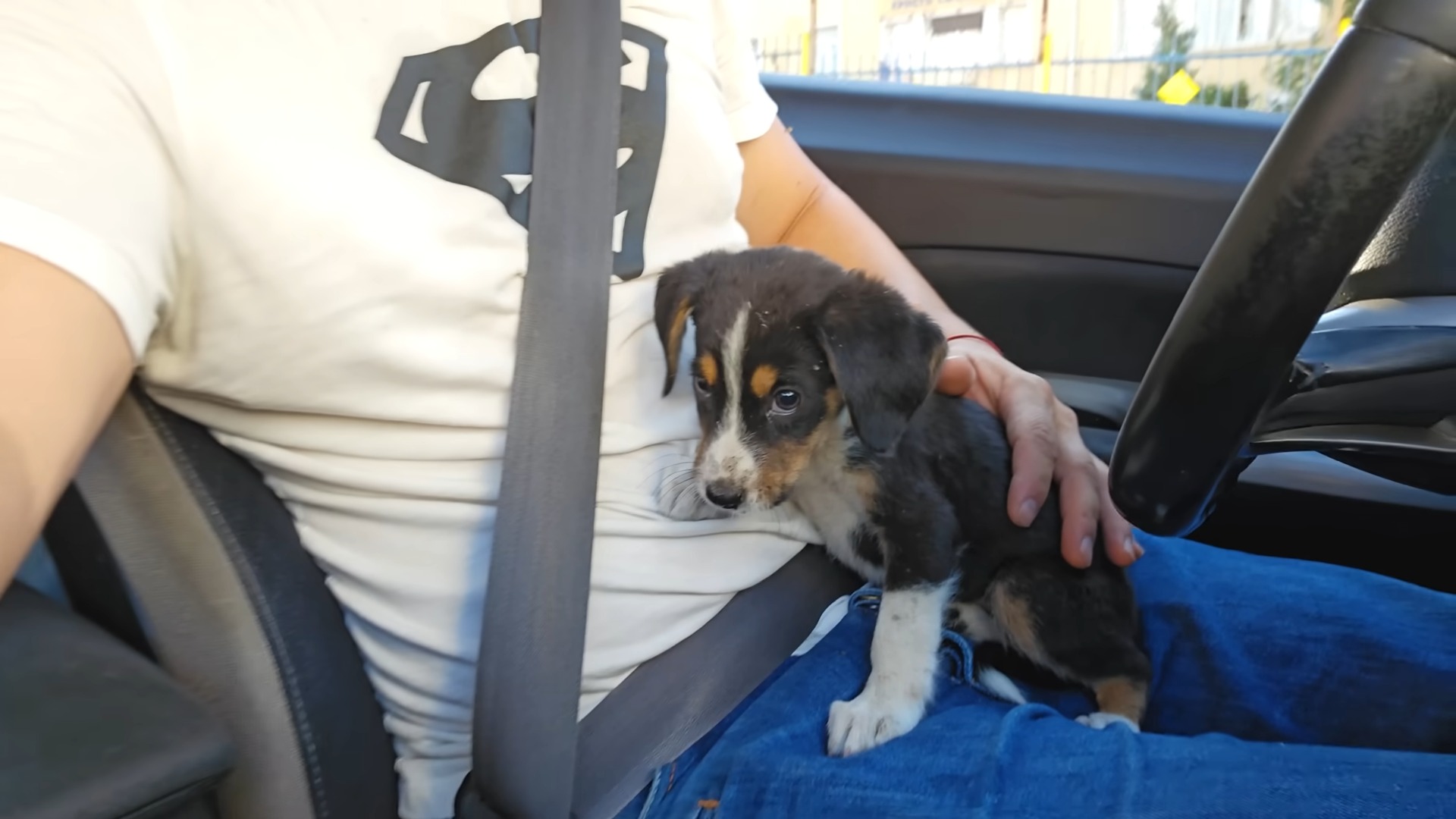 puppy sitting in rescuer's lap