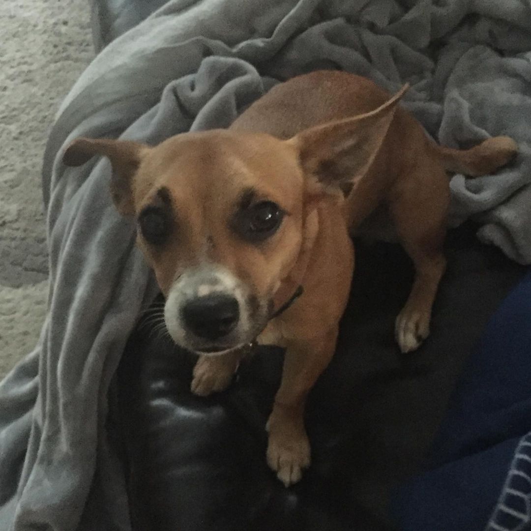 puppy sitting on a blanket