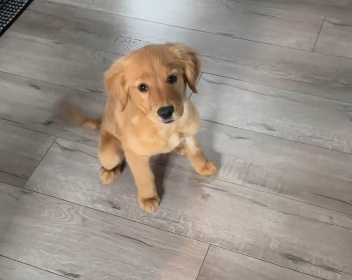 puppy sitting on the floor