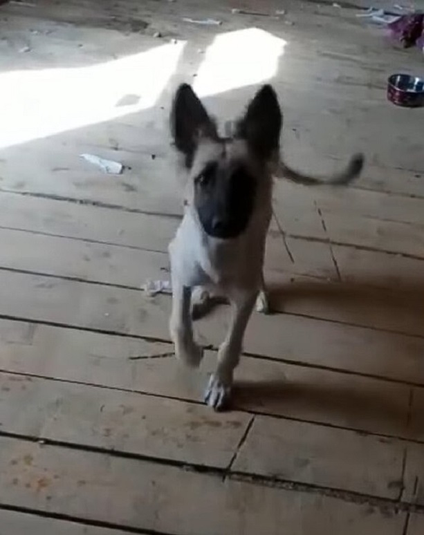 puppy standing on wooden floor