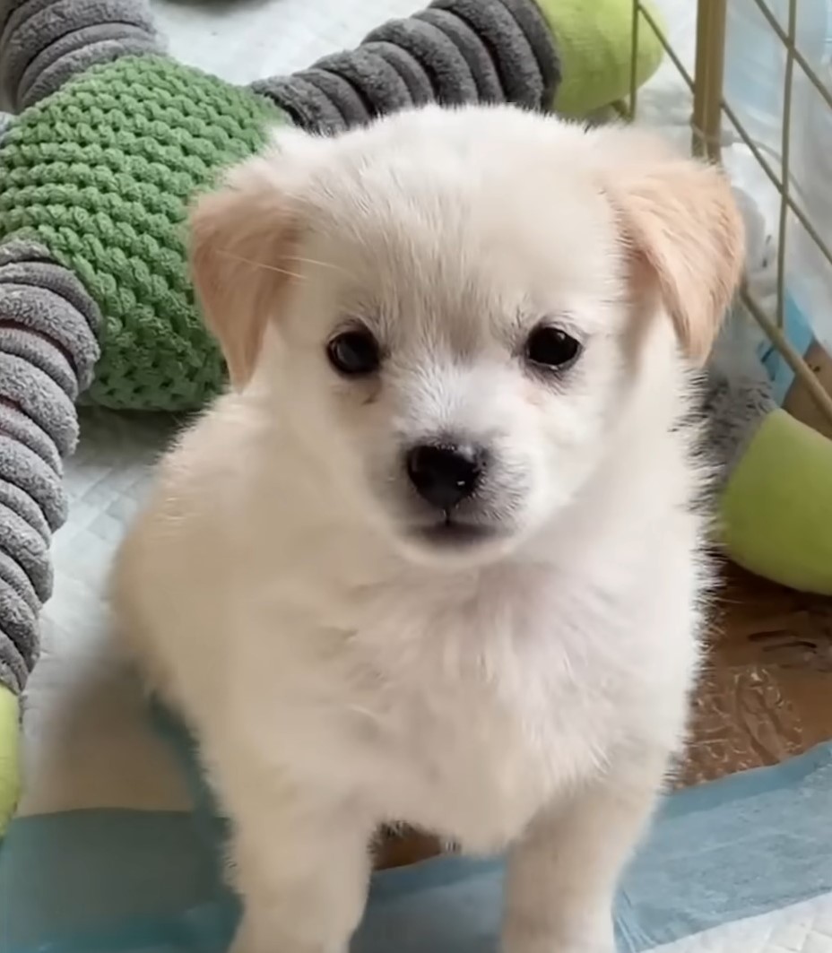 puppy with beautiful fur