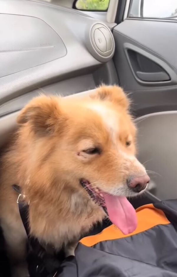 rescued dog in a car