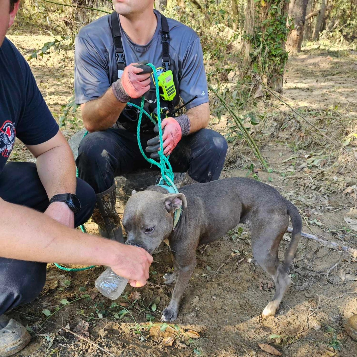 rescuers giving water to dog