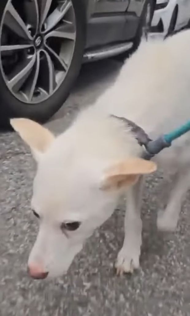 sad dog with a leash on a walk