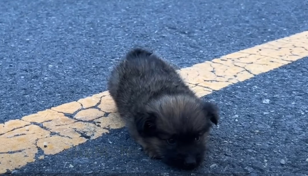 sad puppy on the road