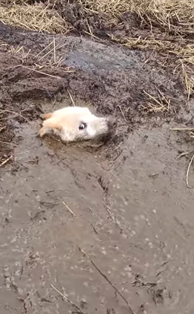 scared dog in mud