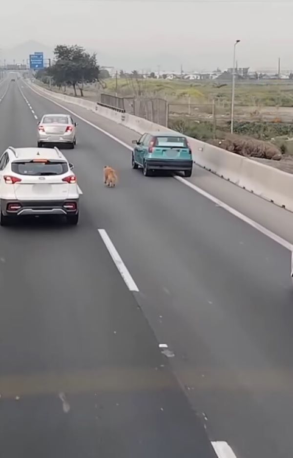 scared dog on a highway