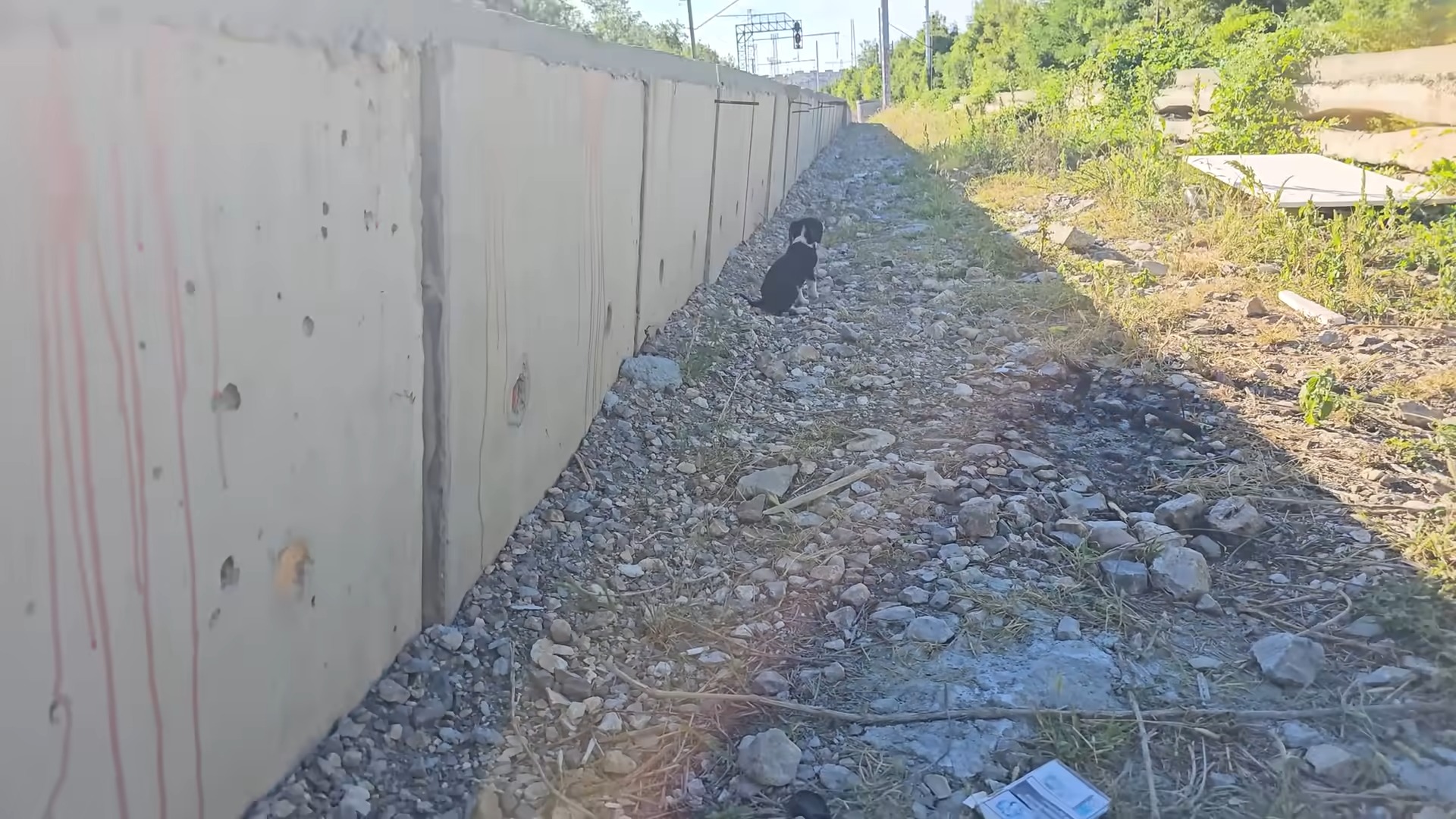 scared puppy next to a railway