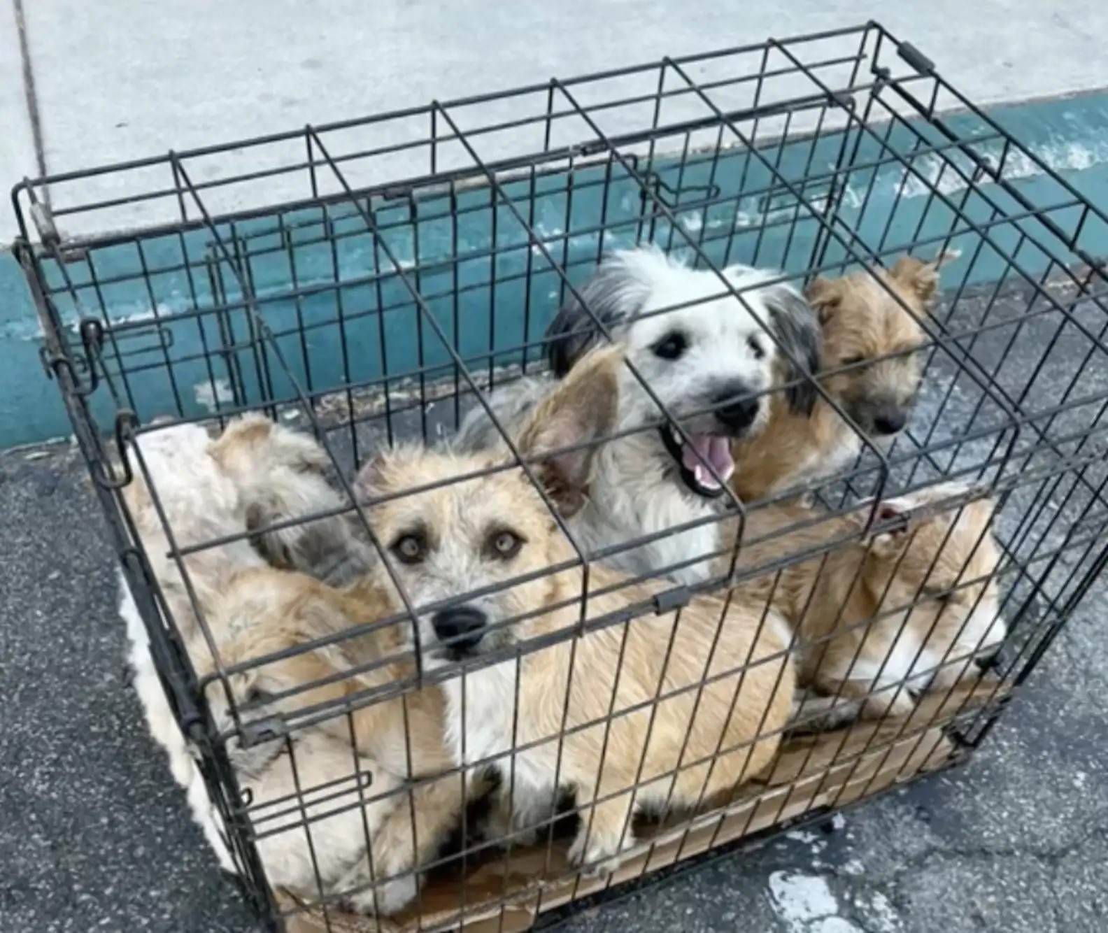 seven abandoned dogs