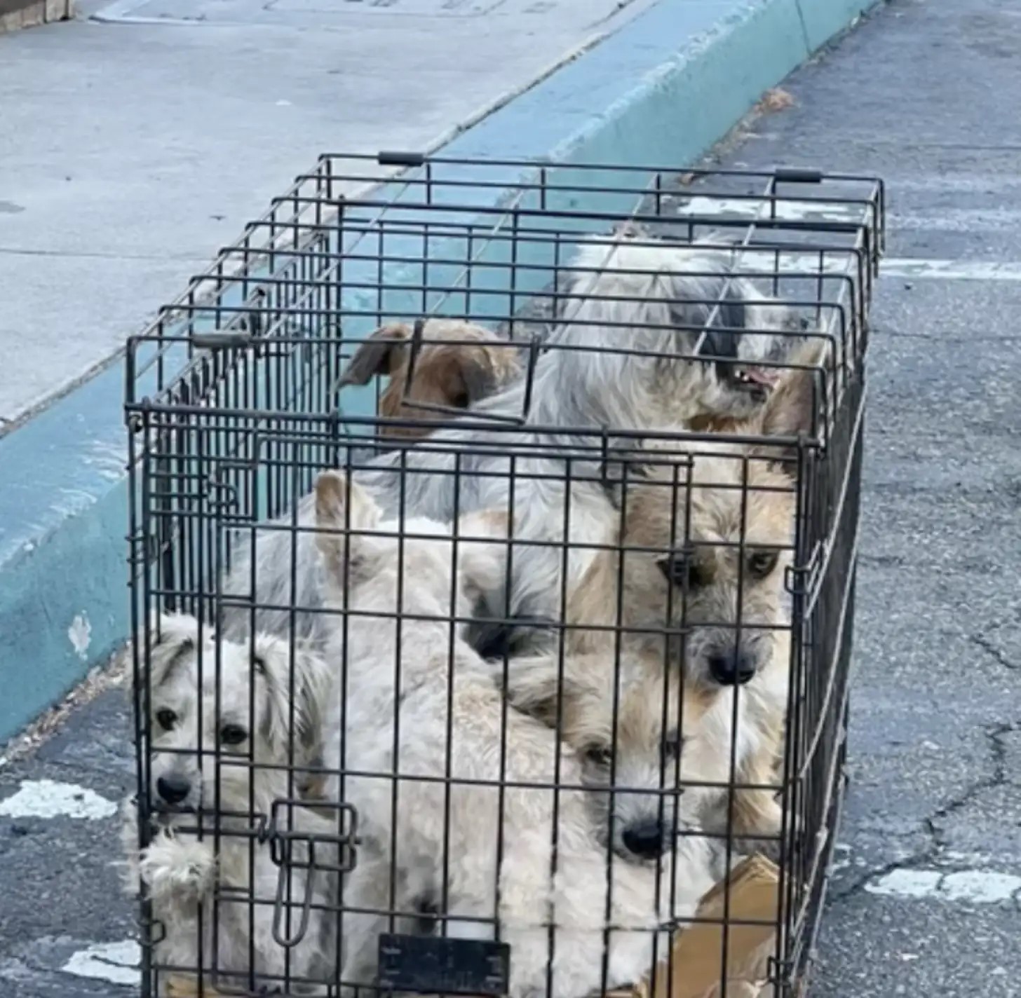 seven dogs crowded in a cage