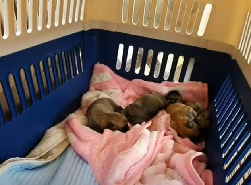 several puppies lying on the blanket