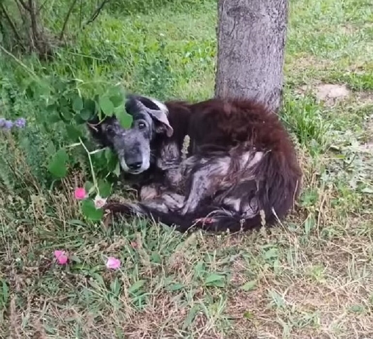 sick dog laying down