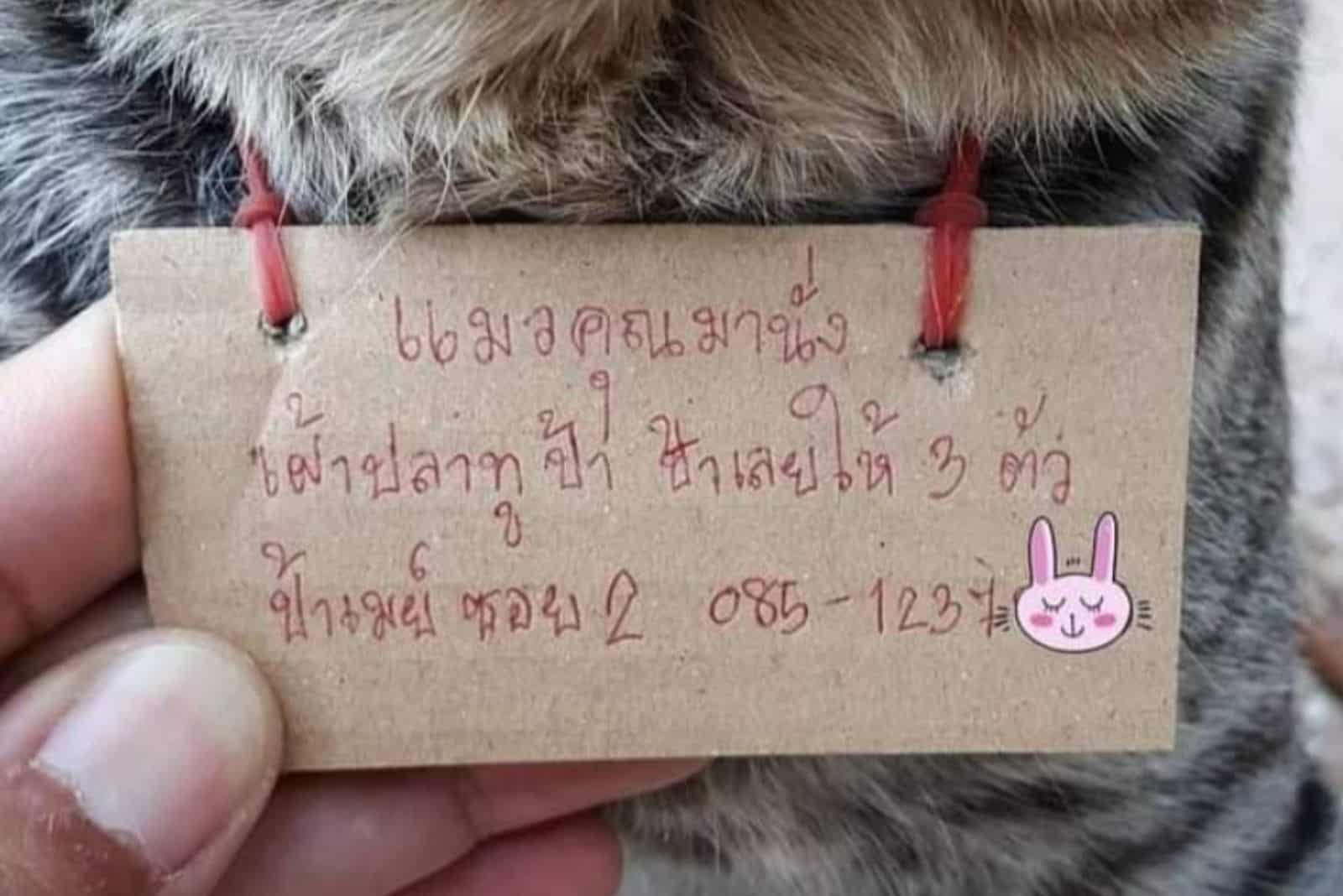 sign on adventurous cats collar