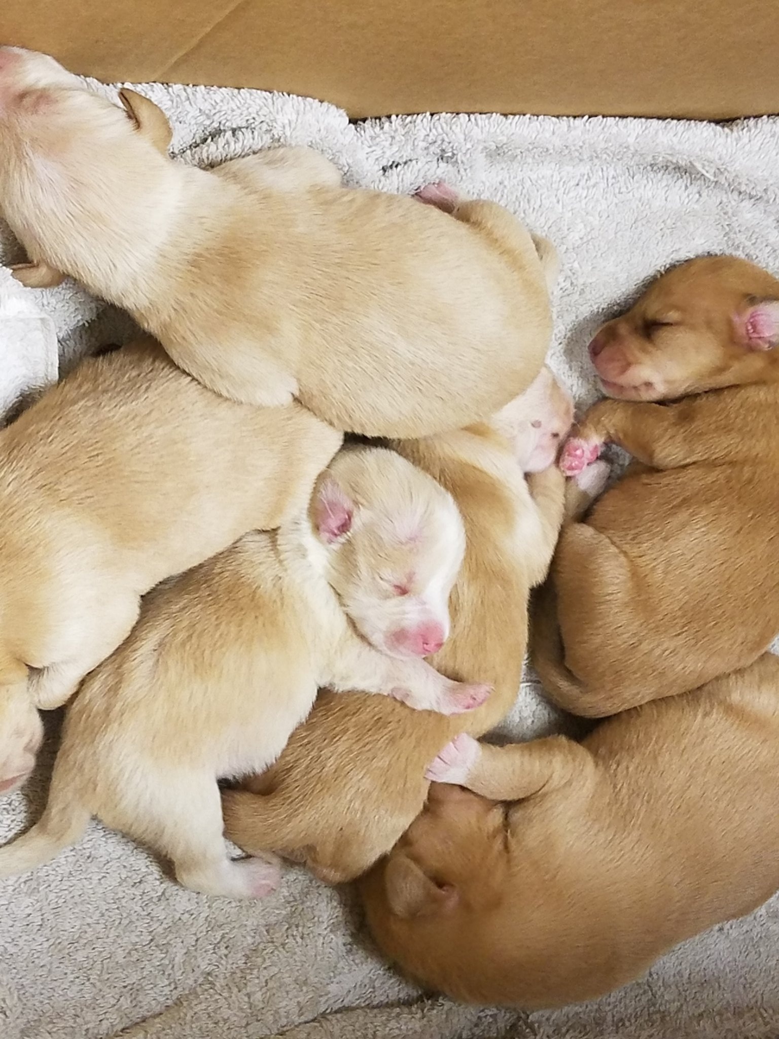 six little puppies