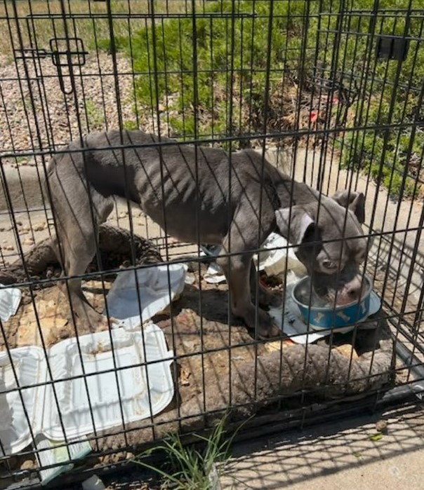 skinny dog in crate