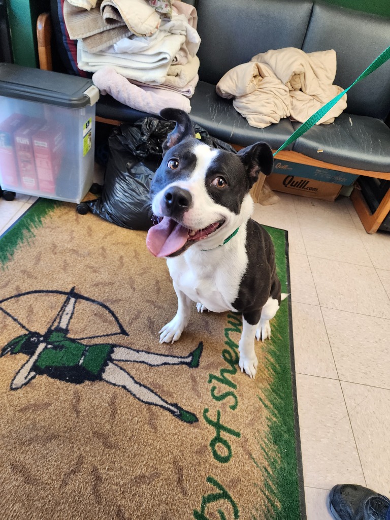 smiling dog with a leash