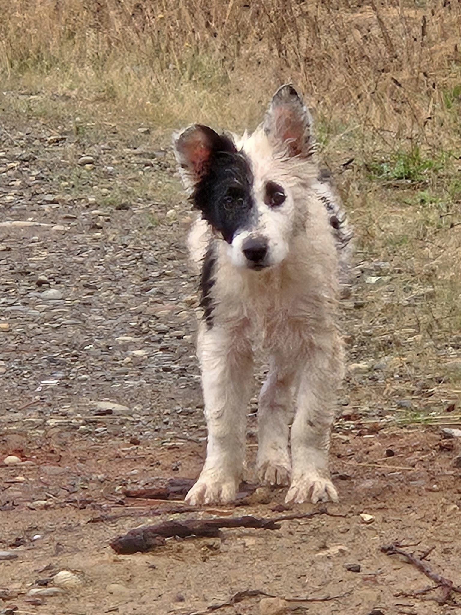 stray black and white dog