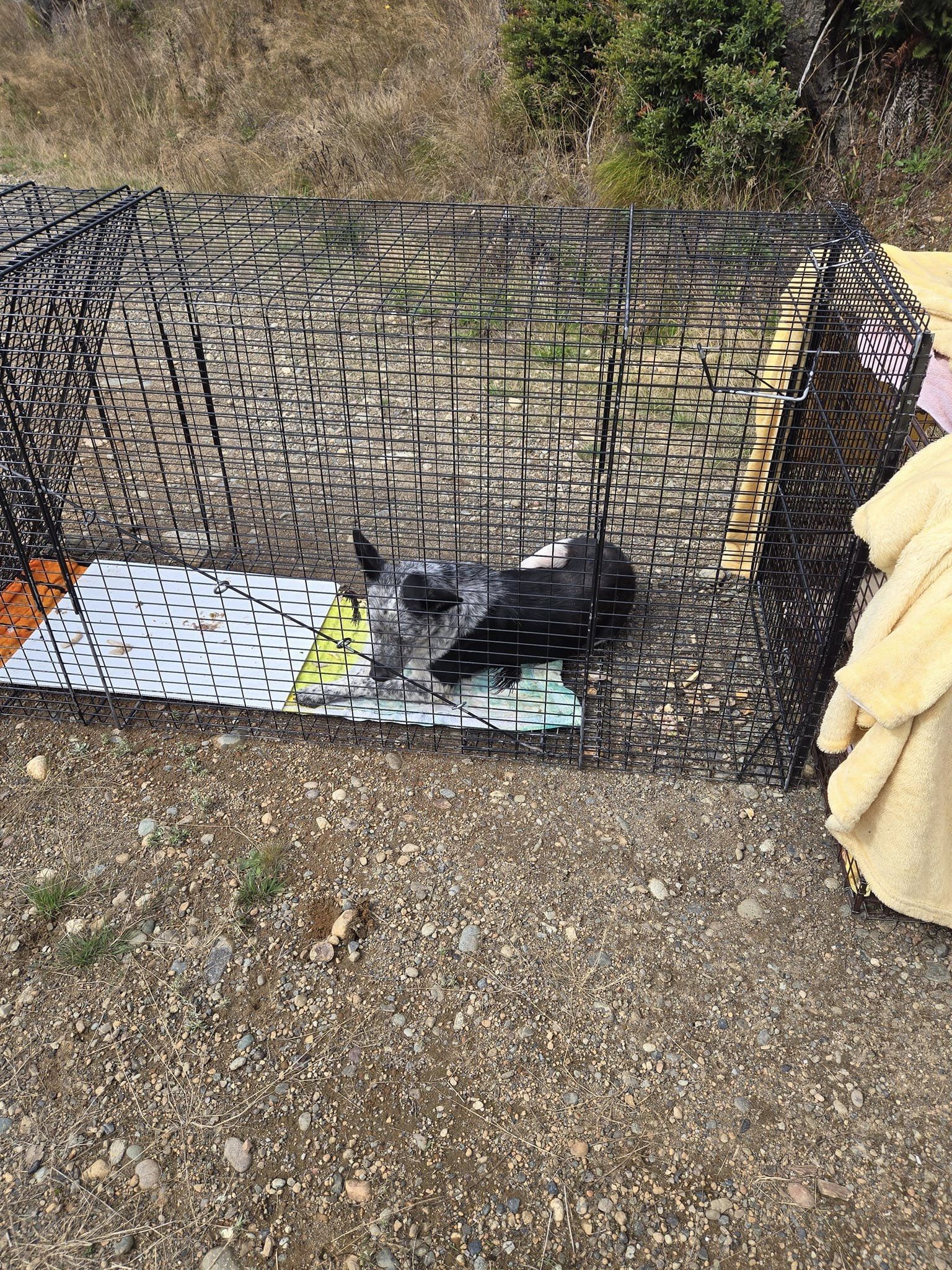 stray dog in cage