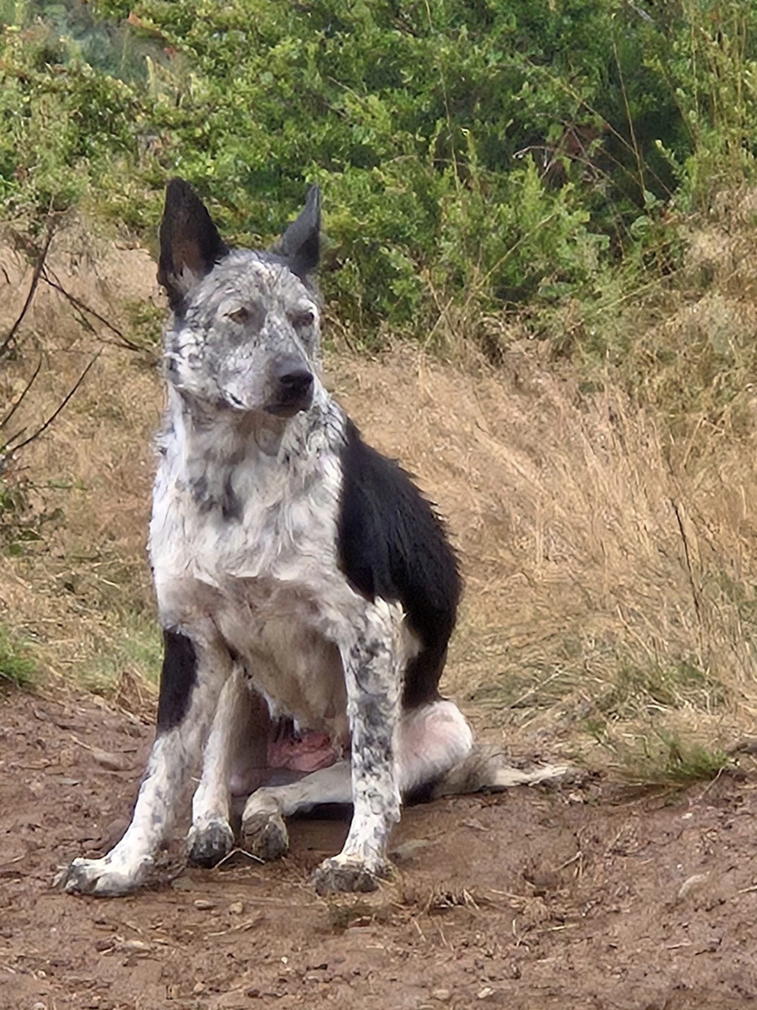 stray dog sitting outside