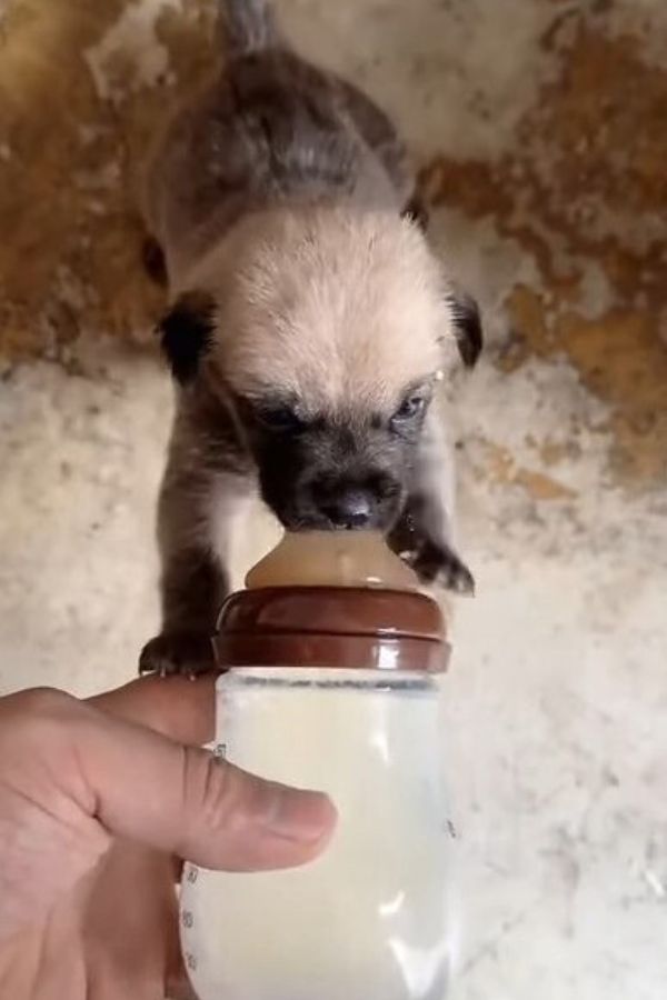 stray puppy drinking a milk