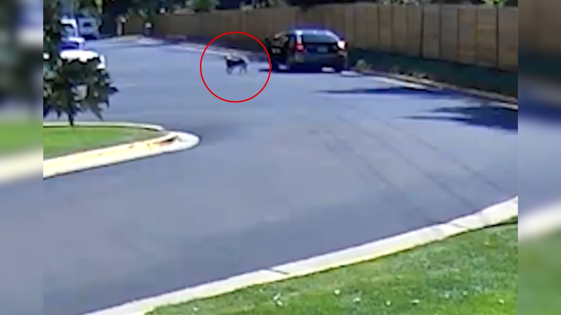 surveillance camera captures dog on street