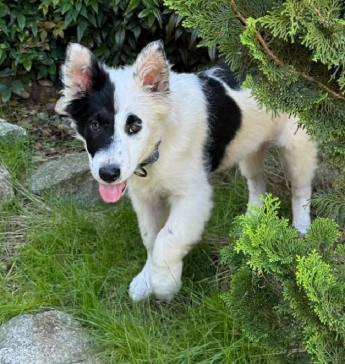 sweet black and white dog