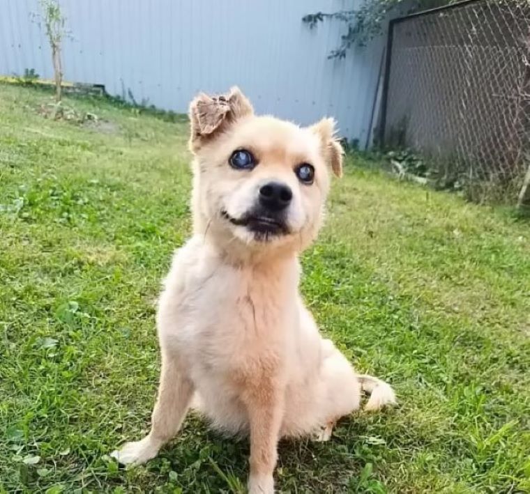 sweet blind dog